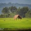 Sumba 2